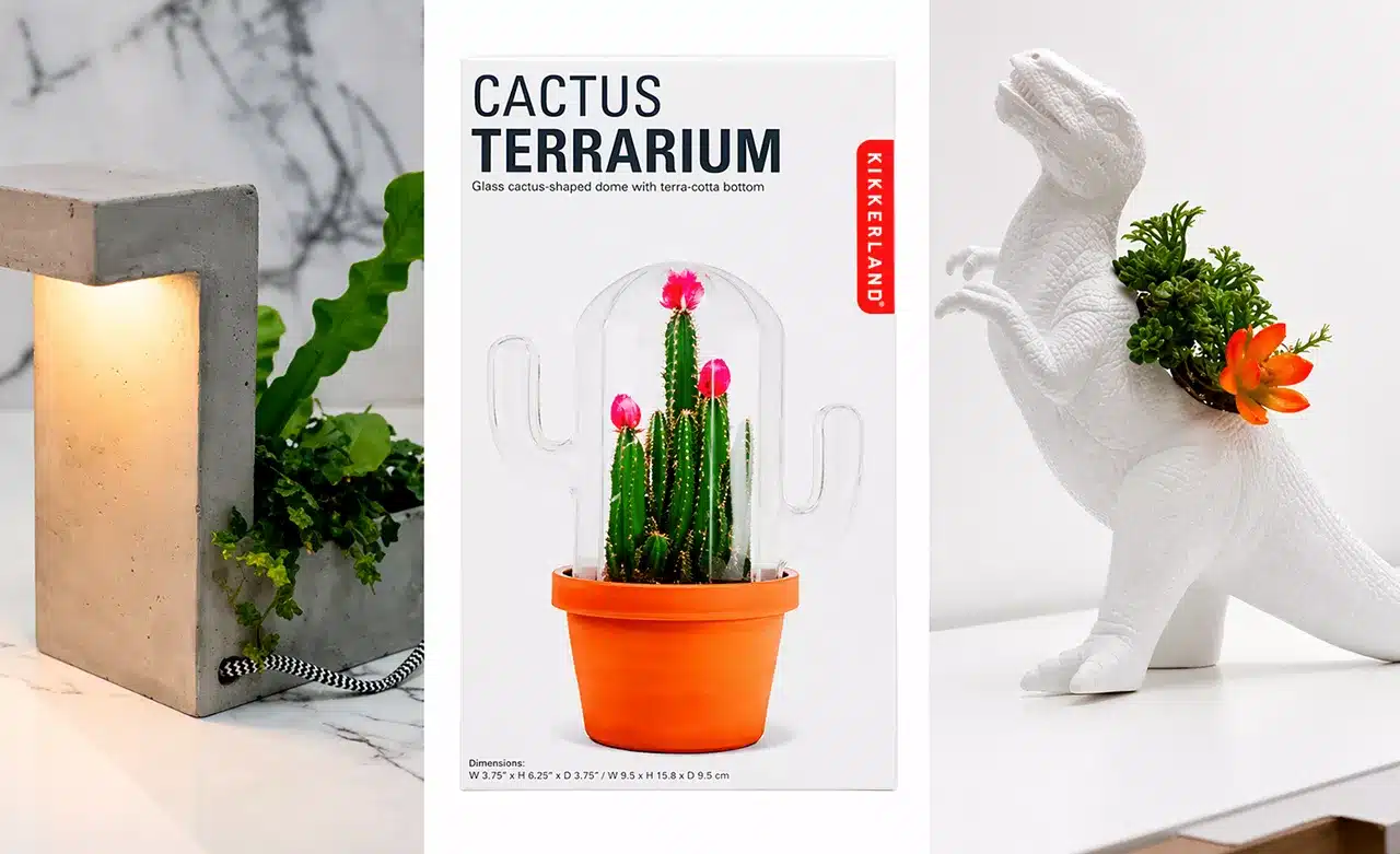 Plantas como regalo de cumple